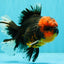 CHONKY AAA Grade Red Head Kirin Oranda Male 6-6.5 inches #072426OR_18