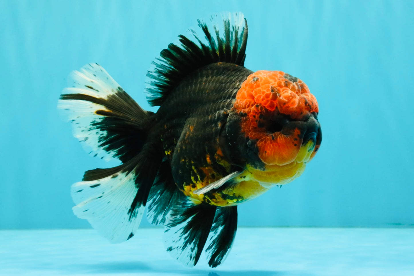 CHONKY AAA Grade Red Head Kirin Oranda Male 6-6.5 inches #072426OR_18