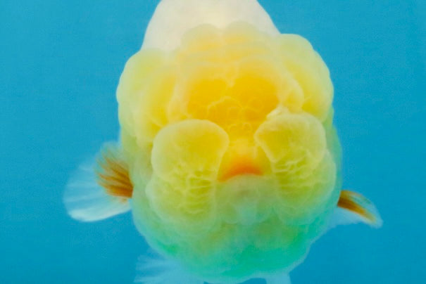 SPECIAL White Lionchu Female 4 inches #120525LC_13