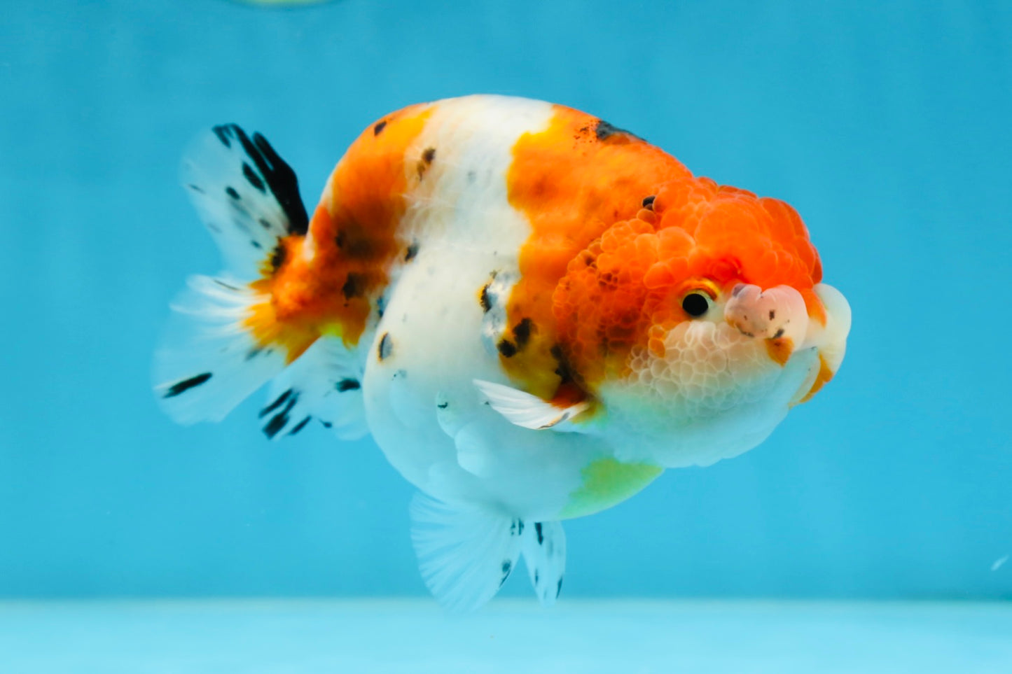 A Grade Freckled Chubby Calico LionKing 4.5 inches #062025LC_07