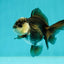 Panda Oranda Male 3-3.5 inches #1018OR_13