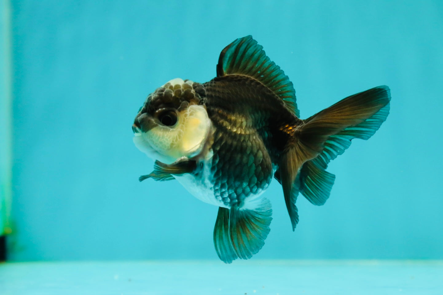 Panda Oranda Male 3-3.5 inches #1018OR_13