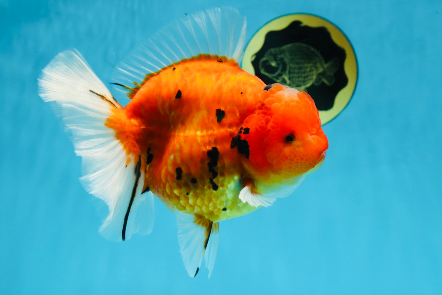 AAA Grade JUMBO Tiger Oranda Female 6-6.5 inches #062025OR_24