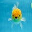 A Grade LIPSTICK Lemonhead Oranda Male 5-5.5  inches #082225OR_17