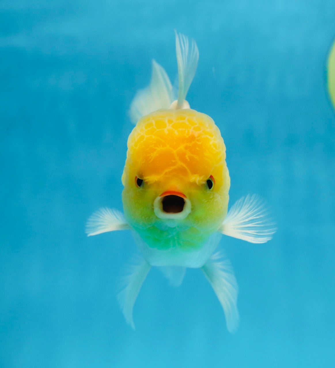 A Grade LIPSTICK Lemonhead Oranda Male 5-5.5  inches #082225OR_17