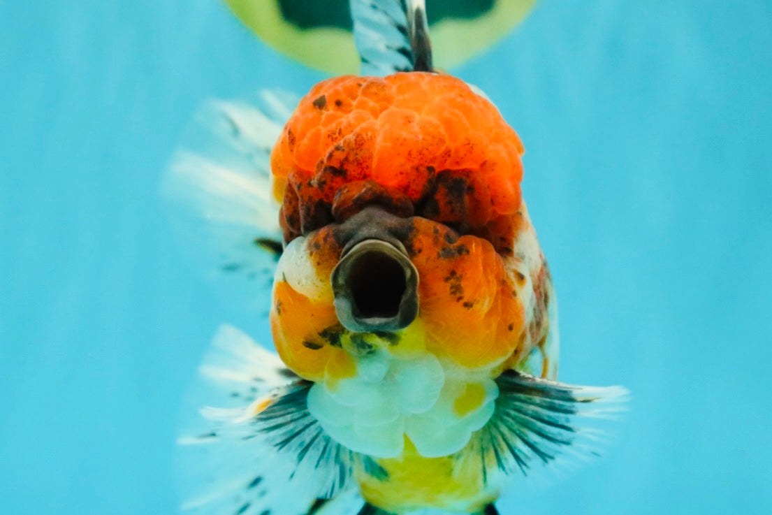 GIANT SUPER AAA Grade Godzilla Kirin Calico Oranda Male 6.5-7 inches #030626OR_06