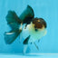 Panda Oranda mâle de qualité AAA 4,5-5 pouces #0906OR_33