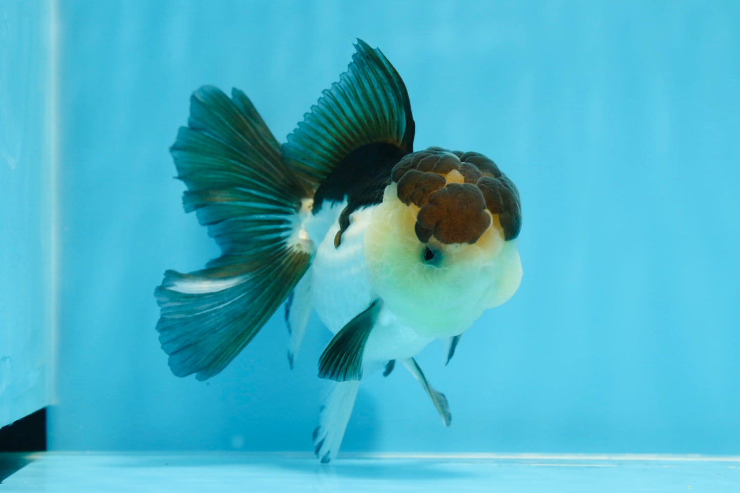 AAA Grade Panda Oranda Male 4.5-5 inches #0906OR_33