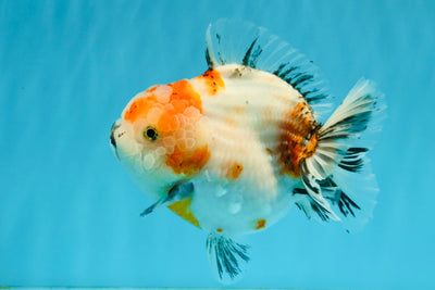 A Grade Sakura Yuanbao Female 5.5 inches #041026YB_24