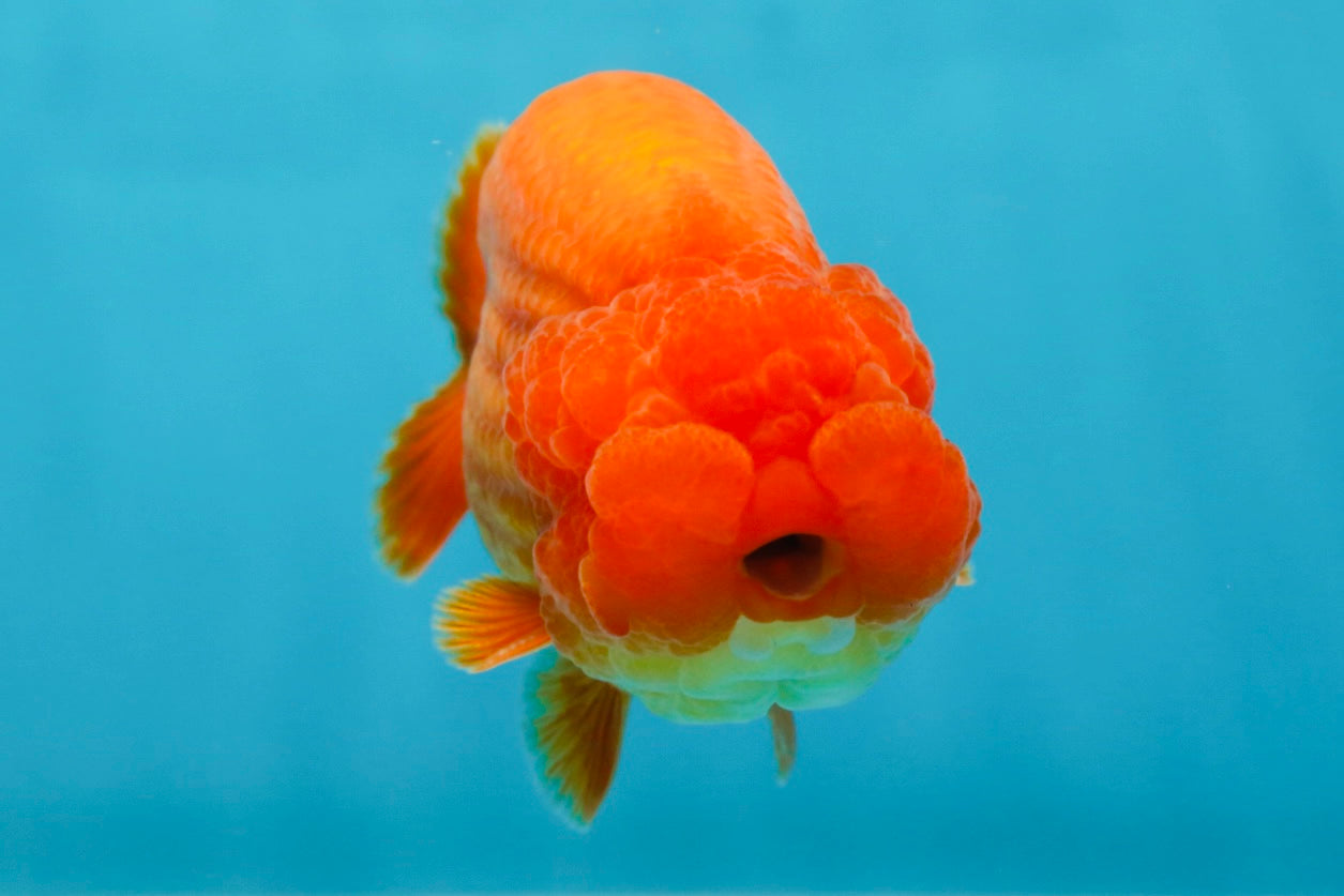 AAA Grade Solid Red LionKing 4.5  inches #052325LC_21