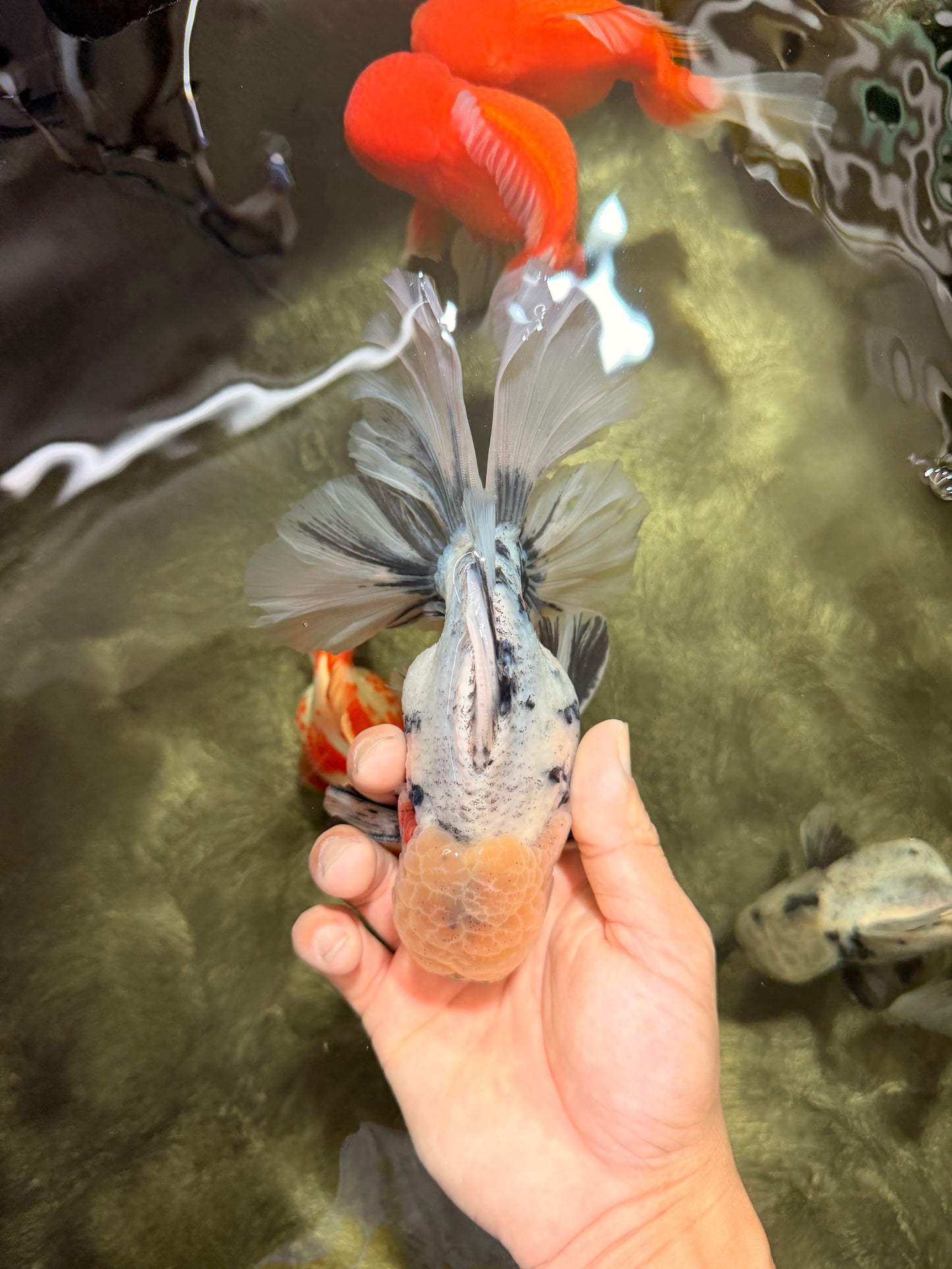 AAA Grade Marble Oranda Male 6.5-7 inches #070626OR_09