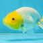 White Lionchu Female 3.5-4 inches #121225LC_14