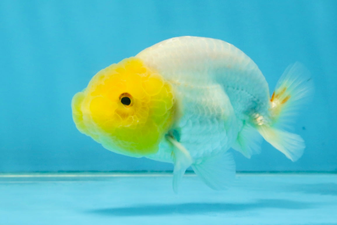 White Lionchu Female 3.5-4 inches #121225LC_14