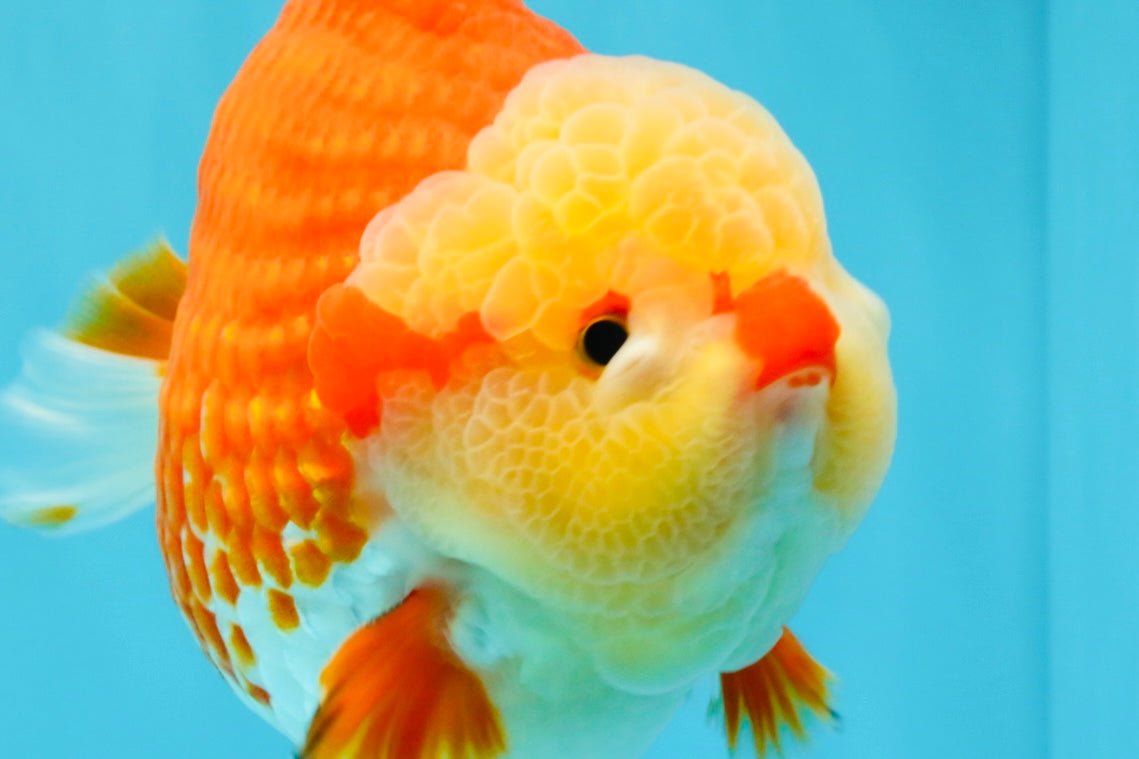 SUPER CUTE AAA Grade Godzilla Red White Yuanbao Male 6 inches #022726YB_02