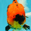 AAA Grade Jumbo Tiger Oranda Male 7.5 inches #031326OR_01
