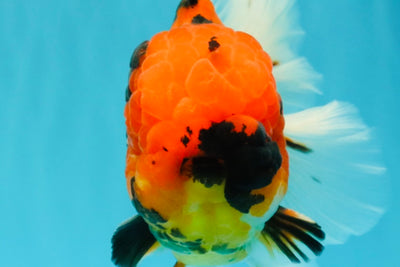 AAA Grade Jumbo Tiger Oranda Male 7.5 inches #031326OR_01