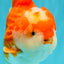 CHONKY AAA Grade Red White Yuanbao Male 5.5-6 inches #050126YB_17