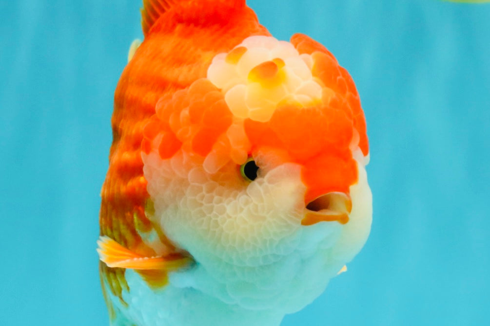 CHONKY AAA Grade Red White Yuanbao Male 5.5-6 inches #050126YB_17