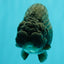 UNIQUE AAA Grade Godzilla Black LionQueen 5.5 inches #092526LC_19