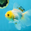 Little Chicken Lemonhead Oranda Male 4.5 inches #011725OR_03