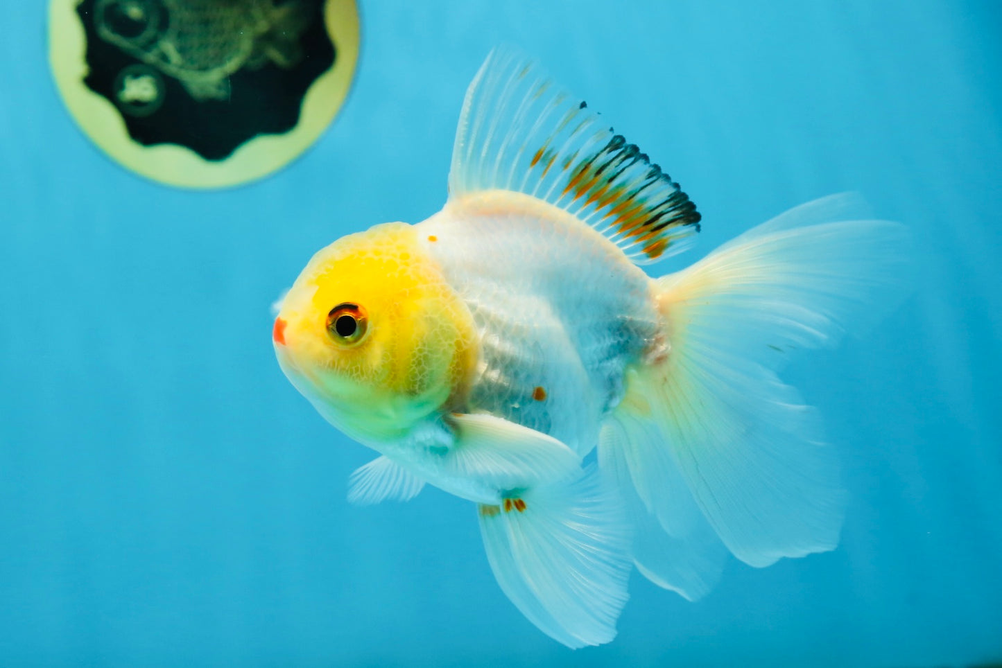 Little Chicken Lemonhead Oranda Male 4.5 inches #011725OR_03