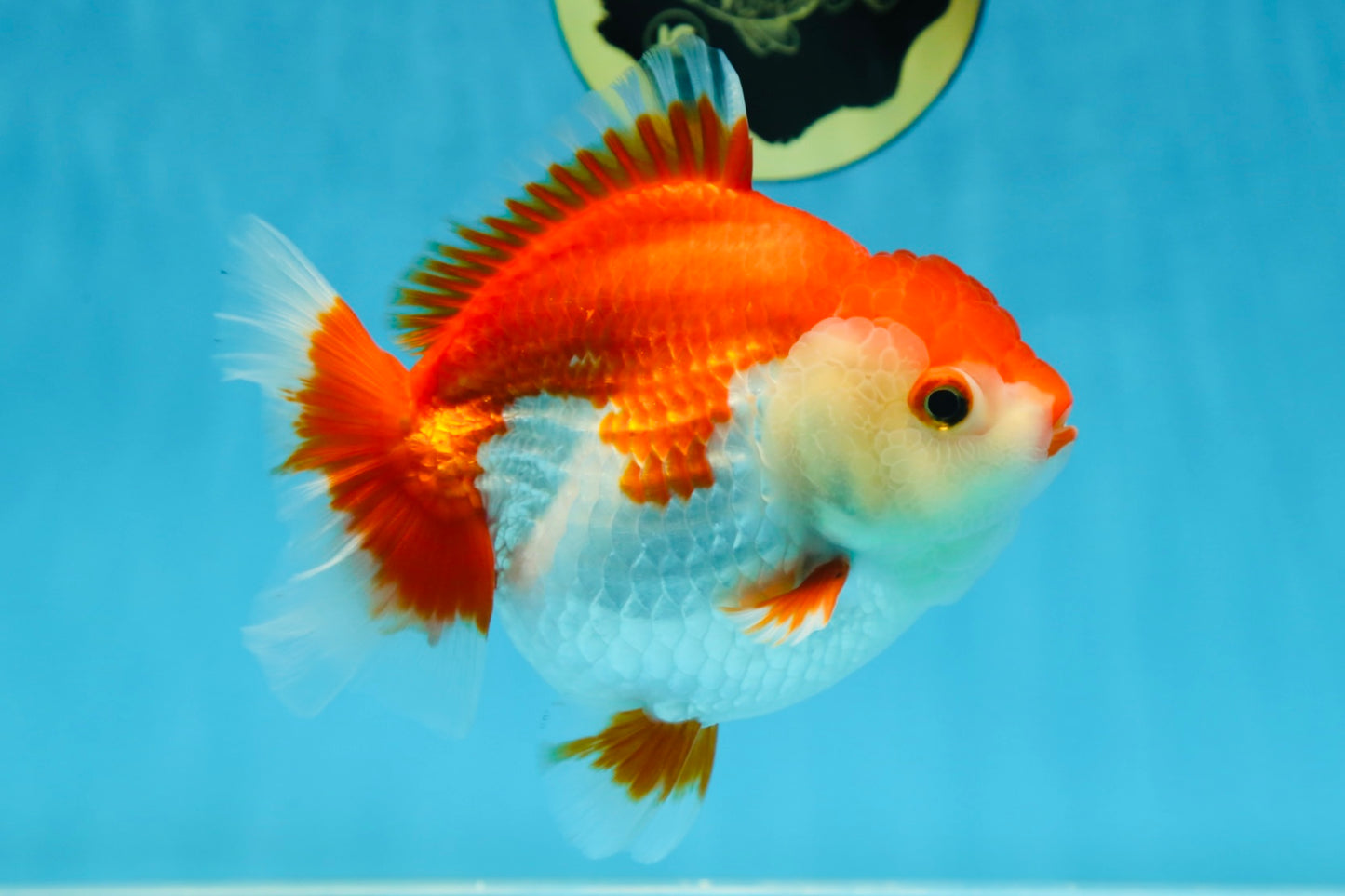 A Grade Red White Yuanbao 5.5 inches #080825YB_27