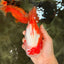 BULLDOG AAA Grade Red White Yuanbao Male 6 inches #070326YB_02