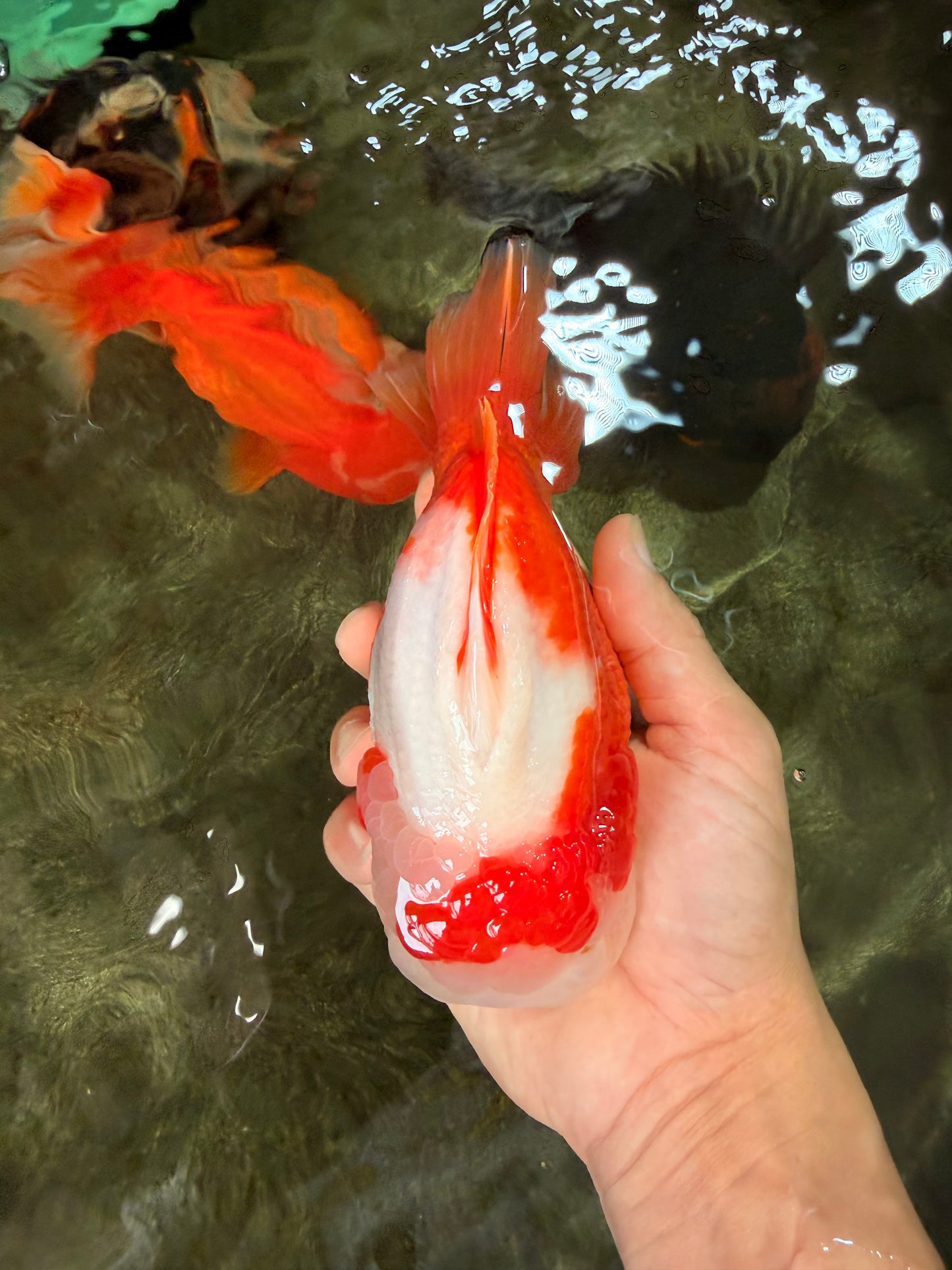 BULLDOG AAA Grade Red White Yuanbao Male 6 inches #070326YB_02