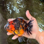 A Grade Tiger Oranda Female 5-5.5 inches #071726OR_15