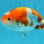 Special Kohaku Ranchu Male 4.5 inches #122724LC_09