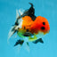 A Grade Tricolor Button Eyes Oranda Male 5 inches #080825OR_07