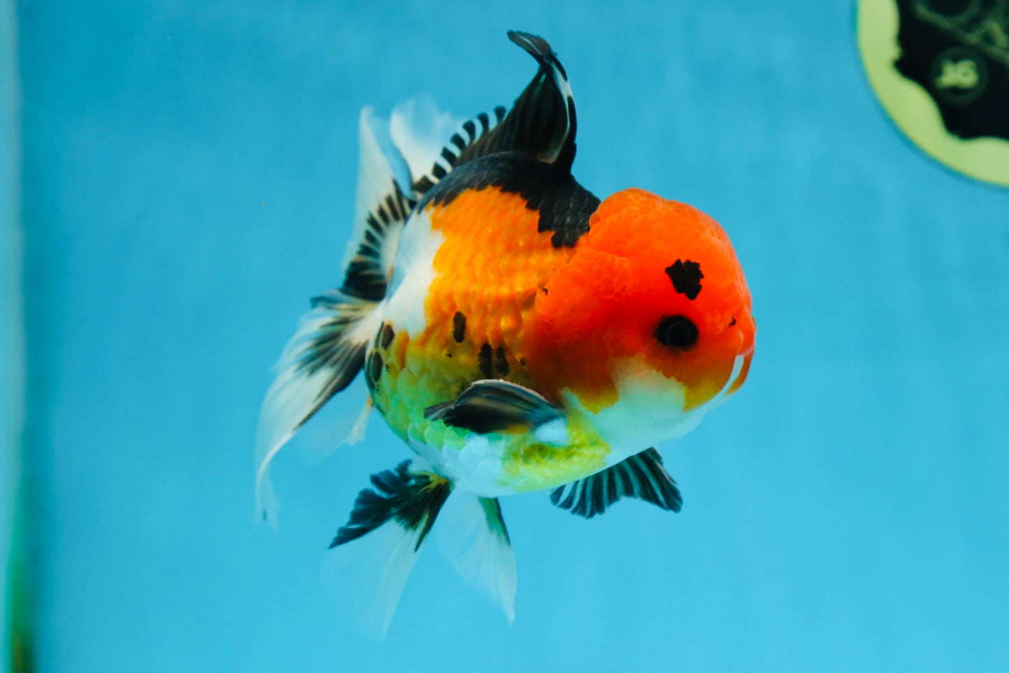 A Grade Tricolor Button Eyes Oranda Male 5 inches #080825OR_07