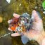 THICK BODY AAA Grade Calico Kirin Oranda Male 5.5 inches #102425OR_20