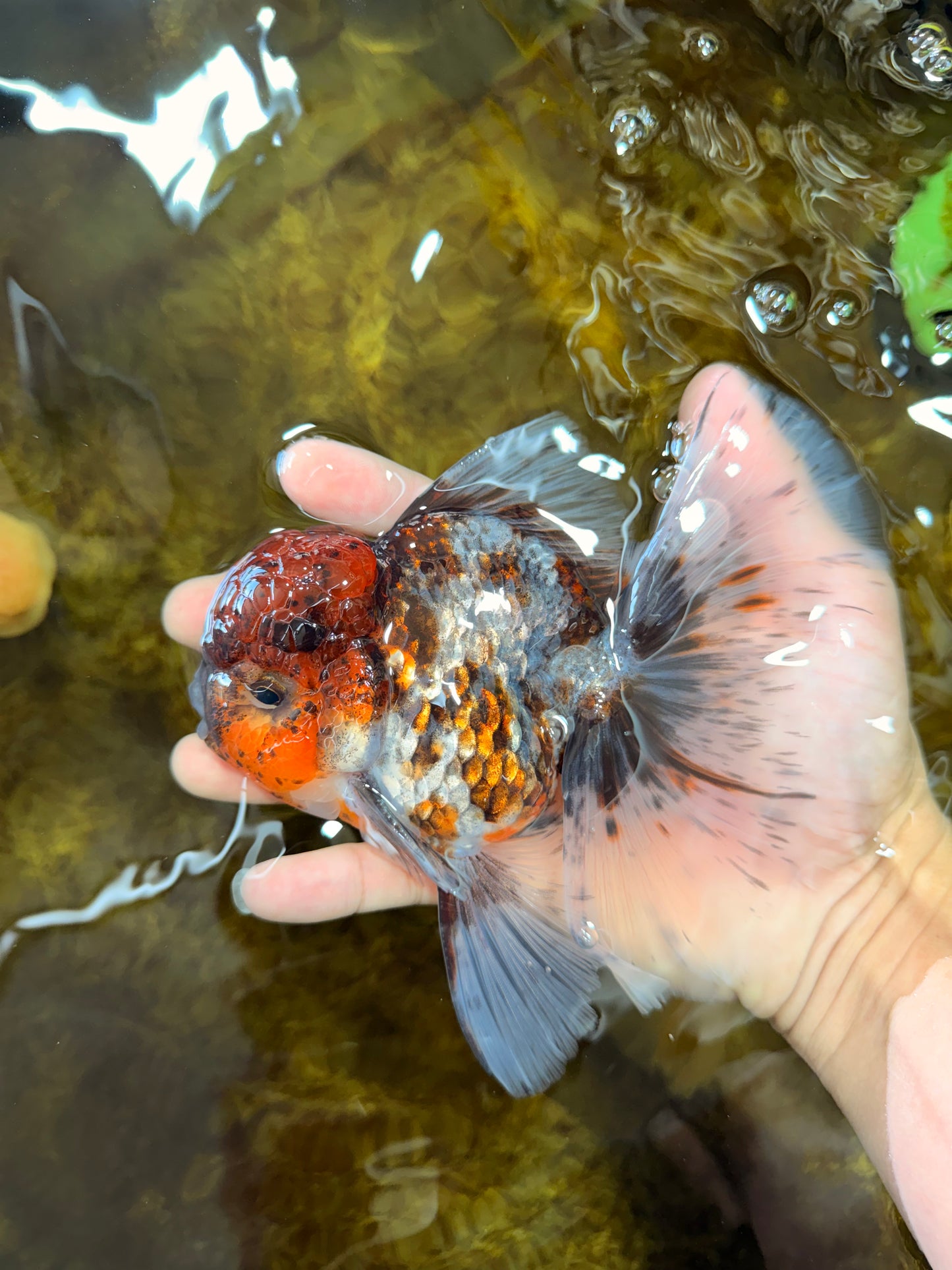 THICK BODY AAA Grade Calico Kirin Oranda Male 5.5 inches #102425OR_20