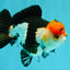 SUPER CUTE Tricolor Yuanbao Male 5-5.5 inches #051526YB_07