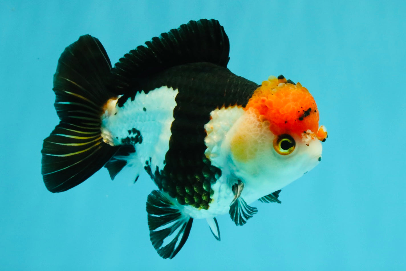 SUPER CUTE Tricolor Yuanbao Male 5-5.5 inches #051526YB_07