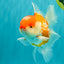 A Grade Polkadot Red White Oranda Male 5.5 inches #100926OR_13