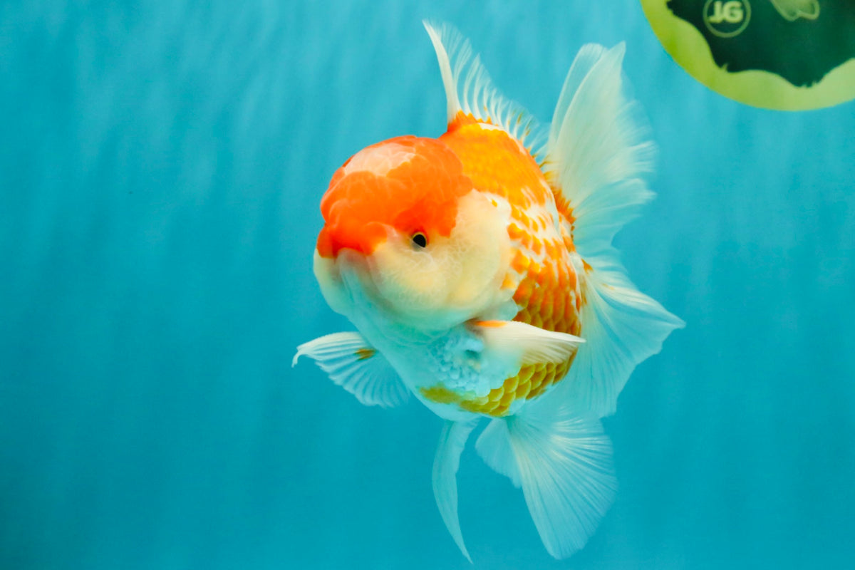 A Grade Polkadot Red White Oranda Male 5.5 inches #100926OR_13