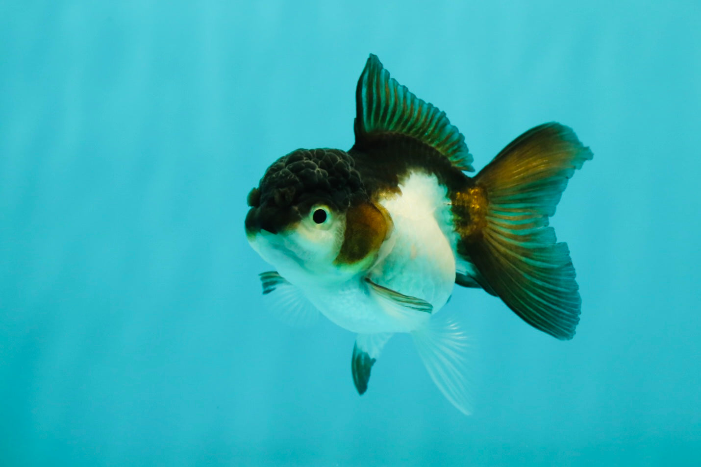 Panda Oranda Female 3.5 inches #1018OR_12