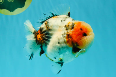 AAA Grade Marble Calico Blue Base Yuanbao Female 6-6.5 inches #032026YB_26