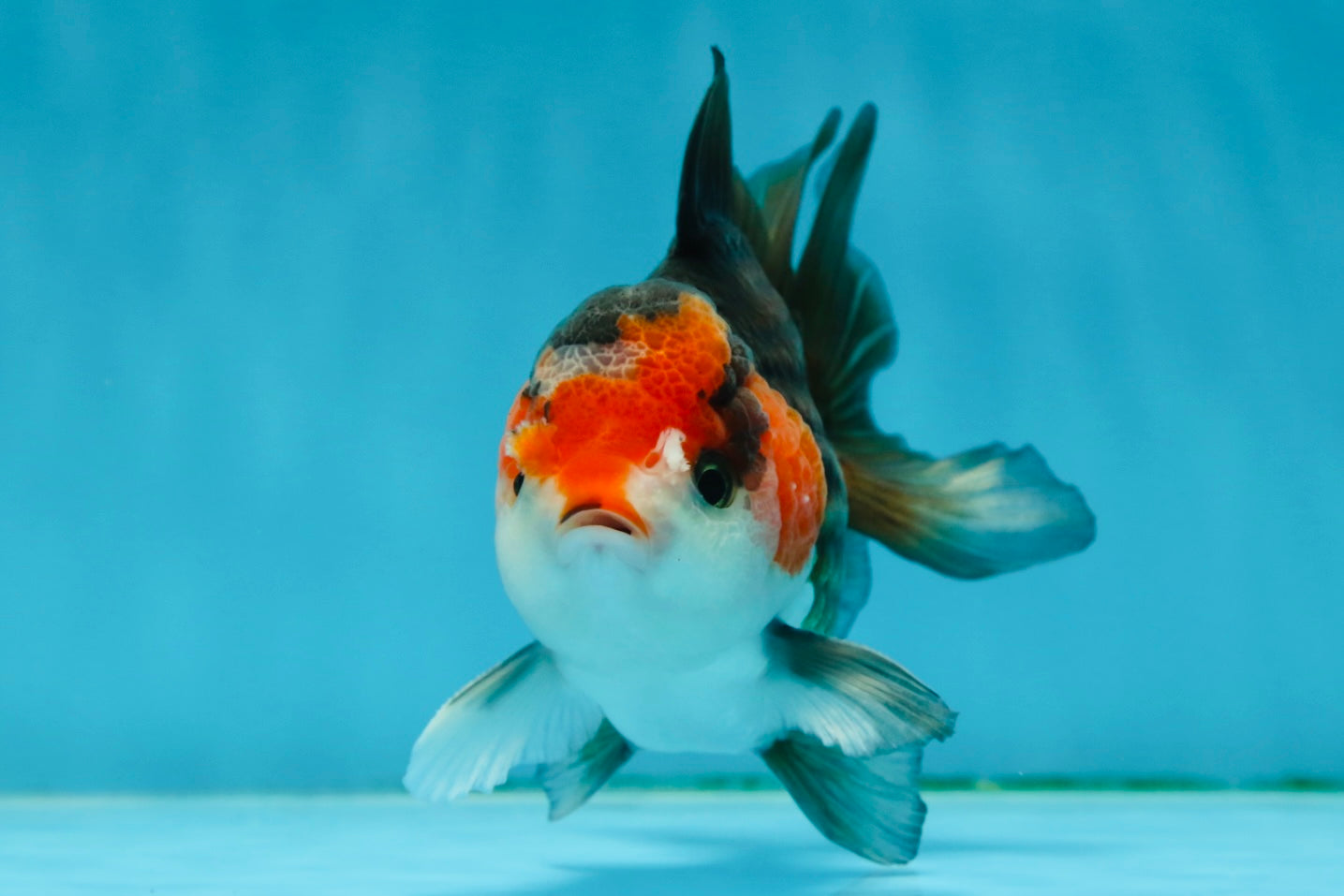 A Grade Nugget Tricolor Button Eyes Oranda Male 4.5 inches #010325OR_17