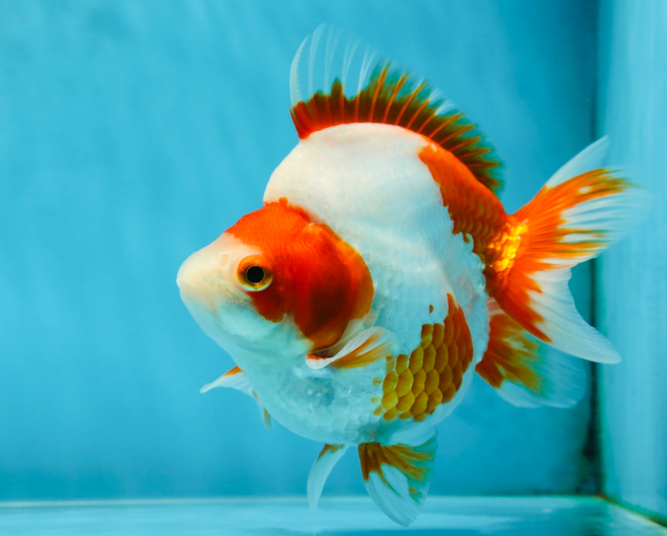 AAA Grade Red White Ryukin Female 5 inches #052325RK_23