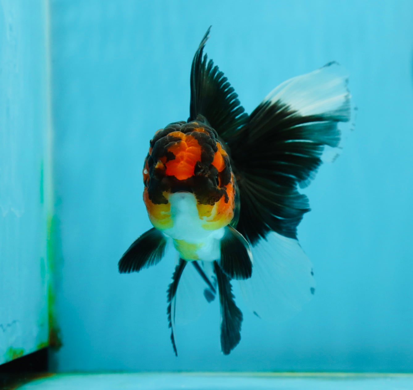 A Grade Tricolor Lava Head Oranda Male 5.5 inches #120624OR_04