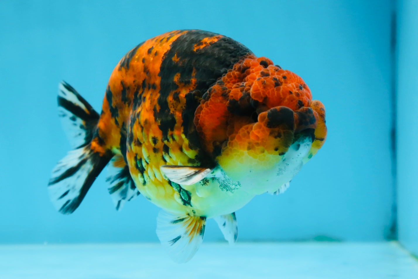 AAA Grade Tiger LionKing 5 inches #070425LC_05