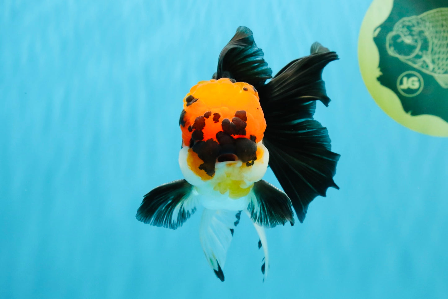 LAVA Tricolor Oranda Male 5 inches #040326OR_18