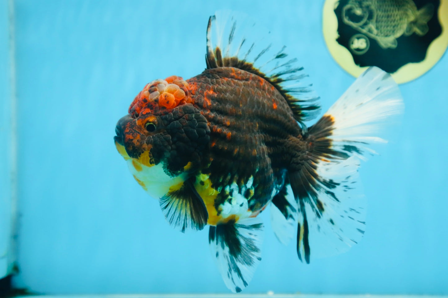 A Grade CHONKY Calico Kirin Oranda Female 6 inches #091225OR_12