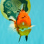 ELVIS AAA Grade Kohaku Sakura Yuanbao Male 4.5-5 inches #092526YB_08