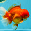 JUMBO A Grade Red White Oranda Male 7 inches #041026OR_03