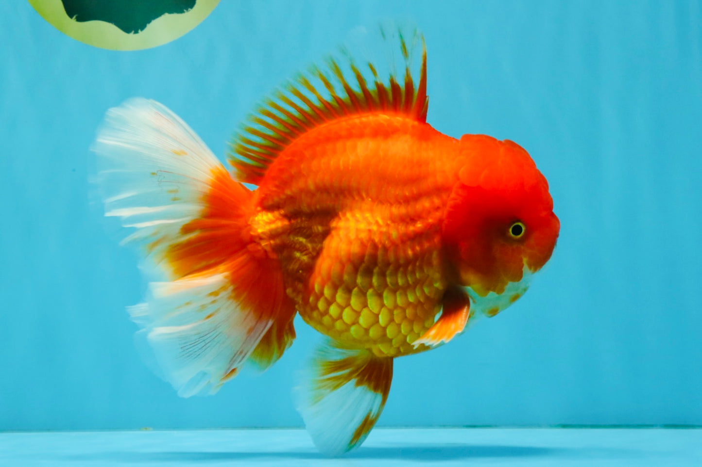 JUMBO A Grade Red White Oranda Male 7 inches #041026OR_03