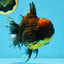 AAA Grade Godzilla Tiger Oranda Male 5.5 inches #100325OR_12